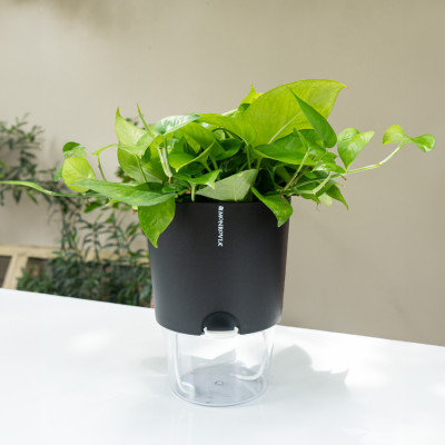 Chậu tự tưới A712 Monrovia thông minh, tiện lợi, trang trí không gian trong nhà, nhiều màu sắc