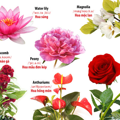 Từ Điển - Thư Viện hình Ảnh Đầu tiên Của Bé - Thế Giới Động Vật - Chữ Cái Và Số Đếm - Hoa Rau Củ Quả ( Bộ 3 cuốn )