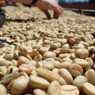 Cà Phê Hảo Hạng (Specialty Coffee) Tinh Khiết Không Tẩm Không Độn Thương Hiệu Quốc Tế 1864 CAFÉ EL BORBOLLÓN Nguyên Hạt Khối Lượng Tịnh 220g – 1864 CAFÉ