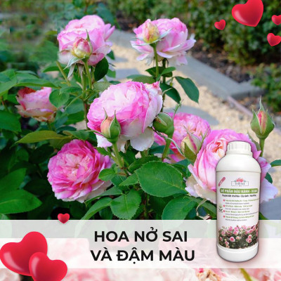 Combo Dầu Neem và Phân bón đậu nành Humic DOCNEEM hữu cơ, trị sâu bệnh kích chồi hoa hồng chuẩn form chai 100ml và 1 lít