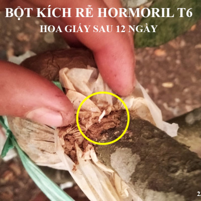 Bột Kích Ra Rễ Israel cho cây Thân Gỗ Hormoril T6 (T with Fungicide)