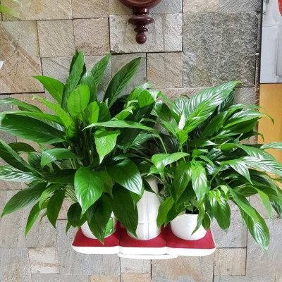 Bộ Chậu Trồng Cây Văn Phòng Thông Minh Tự Động Tưới Basic S Nhập Khẩu Châu Âu, Giúp Cây Phát Triển Tốt