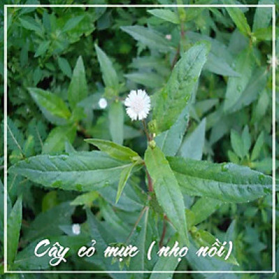 Combo 2kg Cây Cỏ Mực (Nhọ Nồi) khô