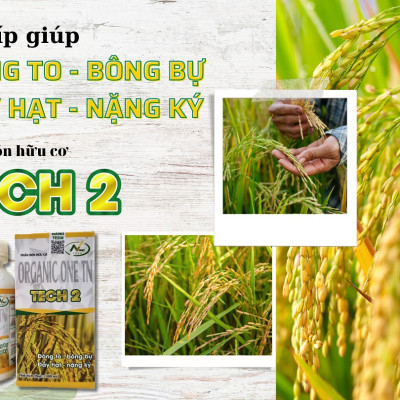 Bộ sản phẩm giúp LÚA ĐÓN ĐÒNG hiệu quả, tiết kiệm chi phí