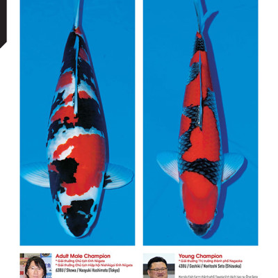 Cá Koi Vietnam - Tập 2