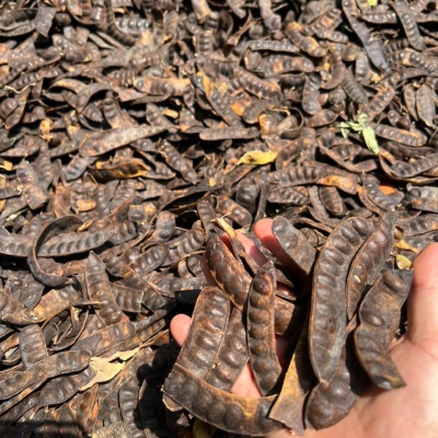 Quả bồ kết khô Tuệ Tâm - Bồ kết chắc hạt thơm và quả to không bị sâu mọt - Gói 500gr