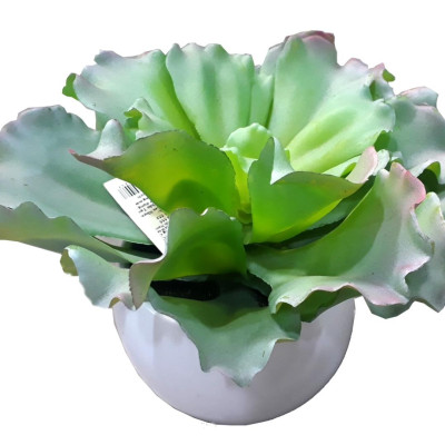 Hoa Vạn Niên Thanh 71607 - Mẫu 4