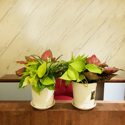 Chậu nhựa trồng cây để bàn cao cấp Minigarden Basic Pot S (Combo 10 chậu) nhập khẩu Châu Âu, Nhựa PP Chống UV, có khả năng tự hút nước và thoát nước giúp cây sống tốt mà không cần chăm sót