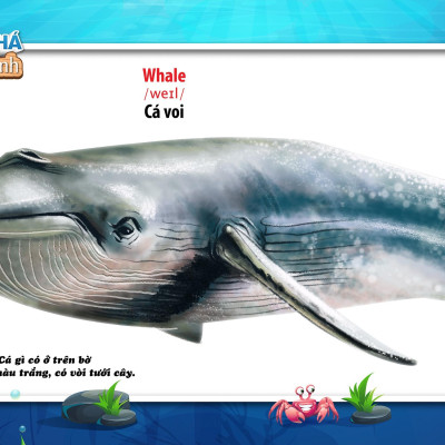 Song Ngữ Anh - Việt CBKPTGXQ - Động Vật Dưới Nước