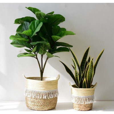 Cây bàng Singapore giả - Size từ 40 cm đến 100cm - Cây giả, hoa lụa Decor trang trí nhà cửa Decor phòng