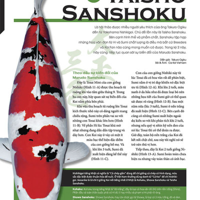 Cá Koi Vietnam - Tập 4