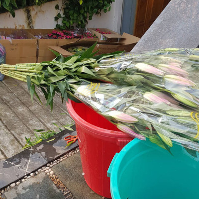 Xử lý Hoa Lily không nở trong 15 ngày tại nhà vườn trồng hoa Growers nhập khẩu Israel TOG đậm đặc Combo pha 1.000L dung dịch