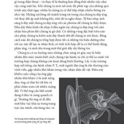 Tâm Lý Học Toàn Thư - Bộ Não Và Tâm Trí