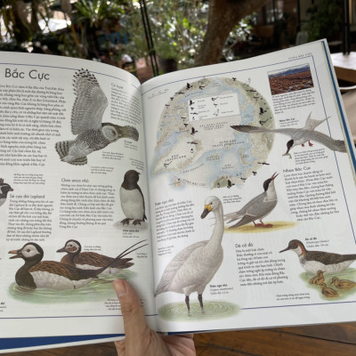 (Bìa cứng, in màu toàn bộ) A.TLAS CÁC LOÀI CHIM và A.TLAS ĐỘNG VẬT- Barbara Taylor – Lê Thu Hằng dịch - Đông A - NXB Dân Trí