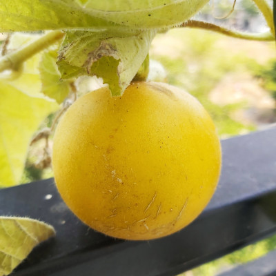 Chậu KIT Trồng Rau Tự Động Tưới Và Tự Dưỡng tại nhà Basic M (Size lớn) nhập khẩu Bồ Đào Nha dành cho người bận rộn