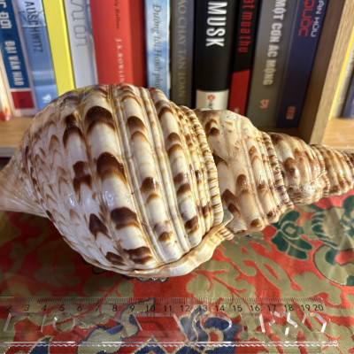 Vỏ ốc Hoàng Hậu 