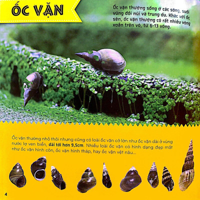 Bí Ẩn Thế Giới Loài Vật - Thân Mềm Và Giáp Xác (Tái Bản 2024)