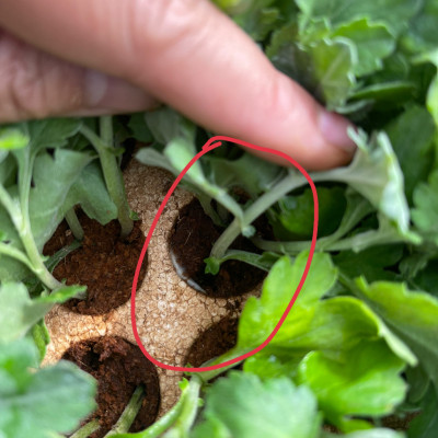 Nhập Khẩu Bột Kích Ra Rễ Israel cho cây thân Thảo, thân Mềm Hormoril 3 và bột kích ra rễ Hormoril T3 (with Fungicide)  có thành phần ngăn ngừa nấm bệnh cho rễ con 