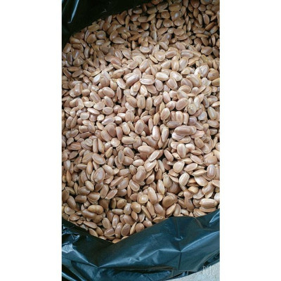 01KG Hạt Bình Bát (Na Xiêm) Khô Loại 01 946s