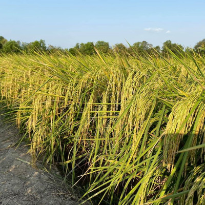 Gạo Hạt Ngọc Trời Tiên Nữ (5KG)