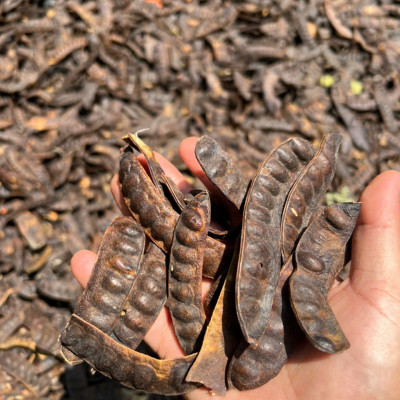 Quả bồ kết khô Tuệ Tâm - Bồ kết chắc hạt thơm và quả to không bị sâu mọt - Gói 500gr