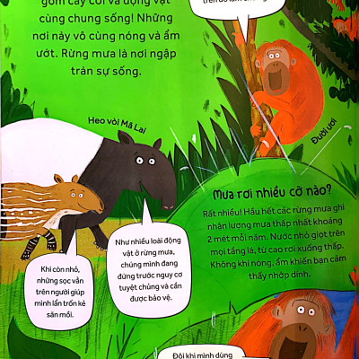 Những câu hỏi tò mò & giải đáp thú vị về rừng mưa