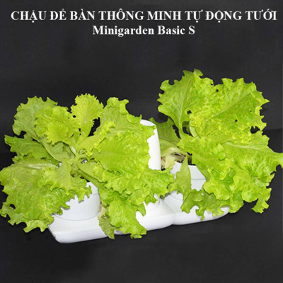 Chậu trồng rau sạch tự động tưới nước và tự chăm sóc rau tại nhà trong 2 tháng Minigarden Basic S (1 bộ gồm 2 chậu S, 1 khay hứng nước, 1 bình chứa nước và phân)