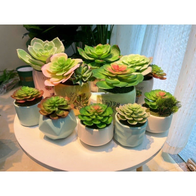 Chậu sen đá trang trí - Cây giả, hoa lụa Decor trang trí nhà cửa.