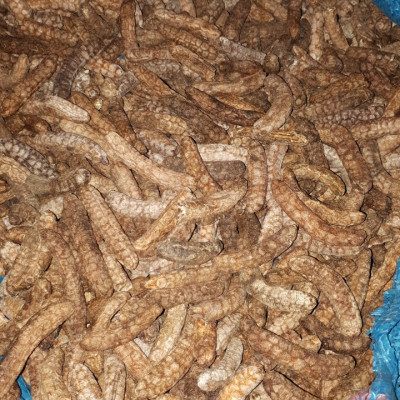 Đặc Sản Kon Tum - 1Kg Chuối Hột Rừng Hàng đẹp Giá Rẻ chuyên Ngâm Chum  OCOP 3 Sao