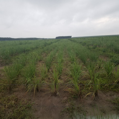 Tinh dầu sả chanh 10ml Mộc Mây - tinh dầu nguyên chất 100% từ thiên nhiên - chất lượng và mùi hương vượt trội