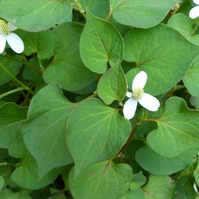 Bột Diếp Cá Dalahouse Hộp 60g (mẫu mới) - 20 tuýp 3g tiện dụng - Hỗ trợ trĩ - Kháng viêm - Tiêu hóa tốt