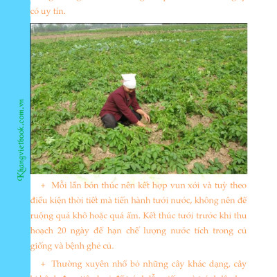 Bí Quyết Thành Công Kĩ Thuật Trồng Khoai Tây Hiệu Quả - KV