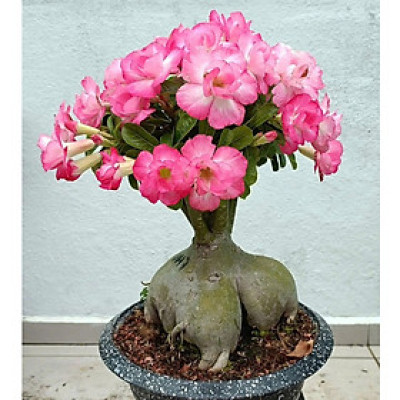 Hạt giống hoa sứ kép Thái Lan - Bịch 10 hạt – Mã số 1949