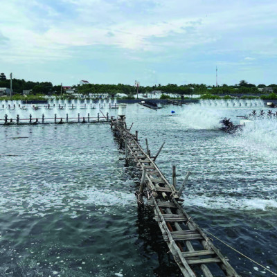 MEN VI SINH HẠT LÀM VIỆC TỪ ĐÁY GIÚP SẠCH ĐÁY, ĐẸP MÀU NƯỚC,NGĂN NGỪA HÌNH THÀNH TẢO XANH NIAZYME Xô 3kg