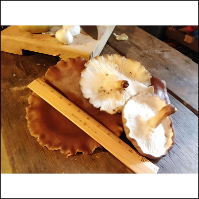 Nấm Hương Khô Na Rì Bắc Kạn Lý Tưởng 50g, Đặc Sản Na Rì Bắc Kạn, Thơm Ngon Tự Nhiên