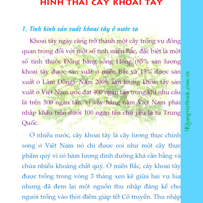 Bí Quyết Thành Công Kĩ Thuật Trồng Khoai Tây Hiệu Quả - KV