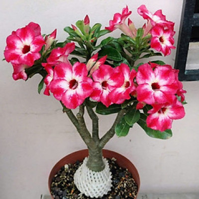 Hạt giống hoa sứ kép Thái Lan - Bịch 10 hạt – Mã số 1960