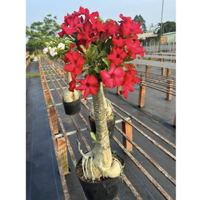 Hạt giống hoa sứ đỏ Taiwan nhiều hoa - Bịch 10 hạt – Mã số 2086