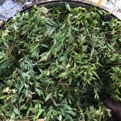 Tinh dầu Tràm Huế (Tràm Gió) 50ml xuất khẩu thị trường Mỹ, nguyên chất từ thiên nhiên, An Toàn Cho Bé, Xông Phòng, Khử Mùi, Kháng Khuẩn, Đuổi Muỗi, Giải Cảm - KingOil