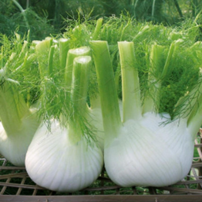 Hạt Giống Củ Thì Là ( Củ Hồi CT357 - Gói 50 hạt