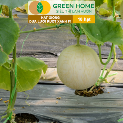 Hạt Giống Dưa Lưới Ruột Xanh Lai F1 Greenhome, Gói 10 Hạt, Dễ Trồng Quanh Năm, Nảy Mầm Cao, T28