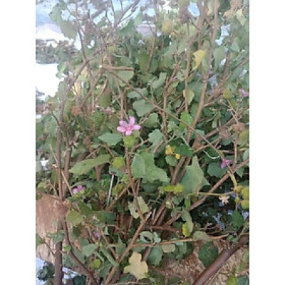 Ké Hoa Đào Khô 1kg 981SP 946sp