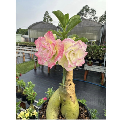 Hạt giống hoa sứ Thái Lan cánh tiên nhiều tầng ghép 3 màu đỏ cam vàng - Bịch 10 hạt – Mã số 2090