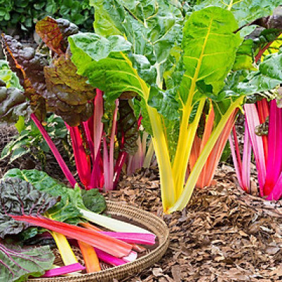 Hạt giống cải cầu vồng nhiều màu VTS77