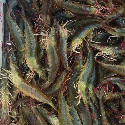 MEN VI SINH HẠT LÀM VIỆC TỪ ĐÁY GIÚP SẠCH ĐÁY, ĐẸP MÀU NƯỚC,NGĂN NGỪA HÌNH THÀNH TẢO XANH NIAZYME Xô 3kg