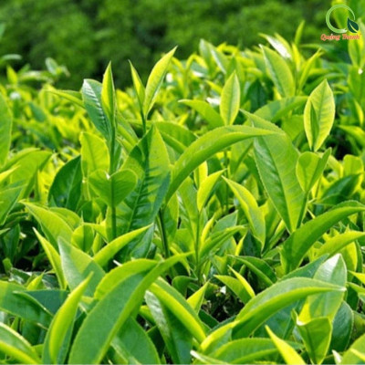 Bột Trà Xanh Sấy Lạnh Nguyên Chất Quảng Thanh Gói 100gr - Đắp mặt làm dịu da, kháng khuẩn, kháng viêm, giảm cân