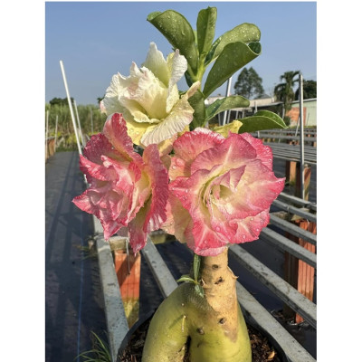 Hạt giống hoa sứ Thái Lan cánh tiên nhiều tầng ghép 3 màu đỏ cam vàng - Bịch 10 hạt – Mã số 2090