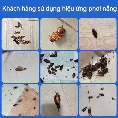Combo 3 hộp thuốc diệt gián sinh học Housheng, diệt tận gốc tất cả các loại gián, hiệu quả, an toàn.