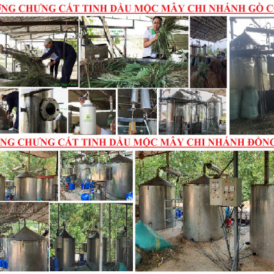 Tinh dầu Chanh tươi (Chanh Thái) 10ml Mộc Mây - tinh dầu thiên nhiên nguyên chất 100% - chất lượng và mùi hương vượt trội - Có kiểm định