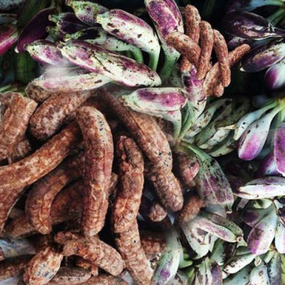 Chuối hột rừng tây nguyên